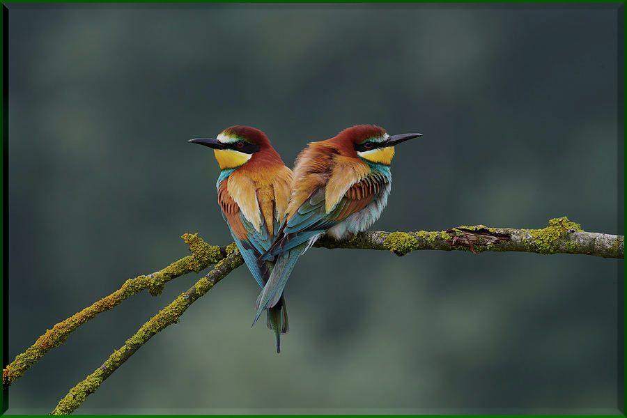 Abejaruco europeo, abejaruco común, Merops apiaster, ave, naturaleza salvaje