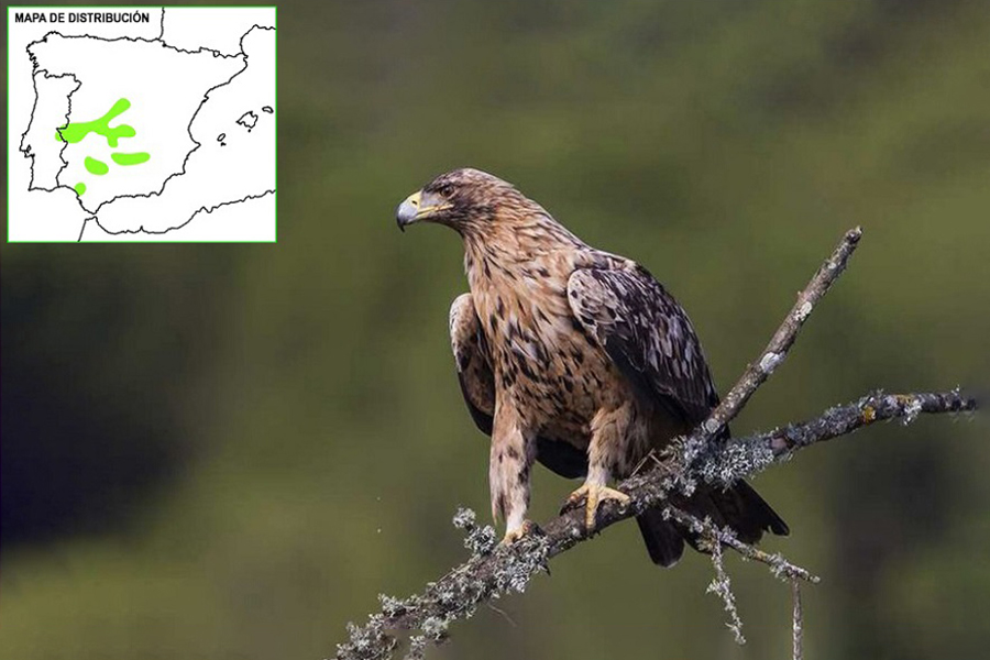Águila imperial ibérica, Aquila adalberti, ave rapaz, aves, animales bonitos, naturaleza salvaje 3