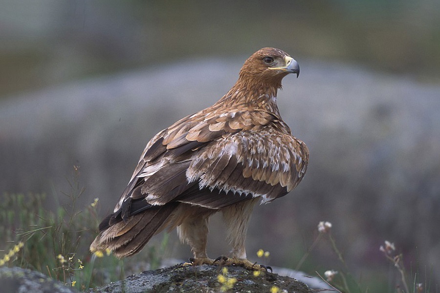 Águila imperial ibérica, Aquila adalberti, ave rapaz, aves, animales bonitos, naturaleza salvaje 6