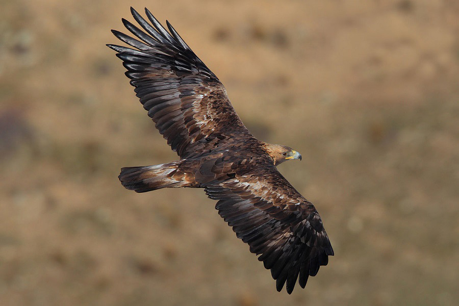 Águila real, ave de presa, Aves, Animales, Naturaleza salvaje 2