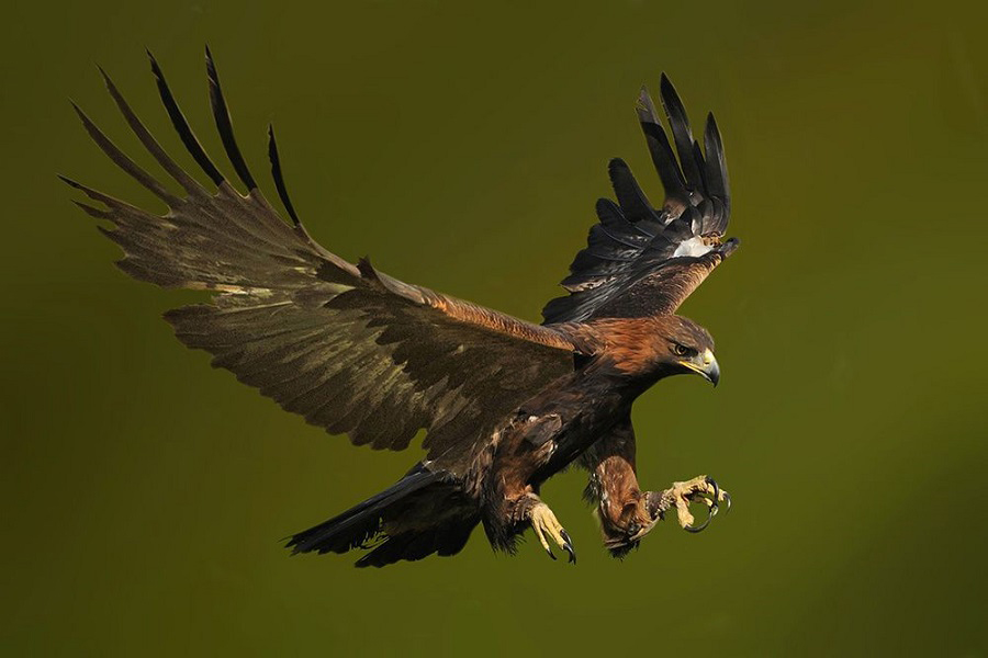 Águila real, ave de presa, Aves, Animales, Naturaleza salvaje 4