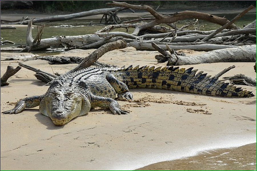 Cocodrilo marino, Crocodylus porosus, cocodrilo de agua salada, cocodrilo poroso, cocodrilo de estuario, reptiles, naturaleza salvaje