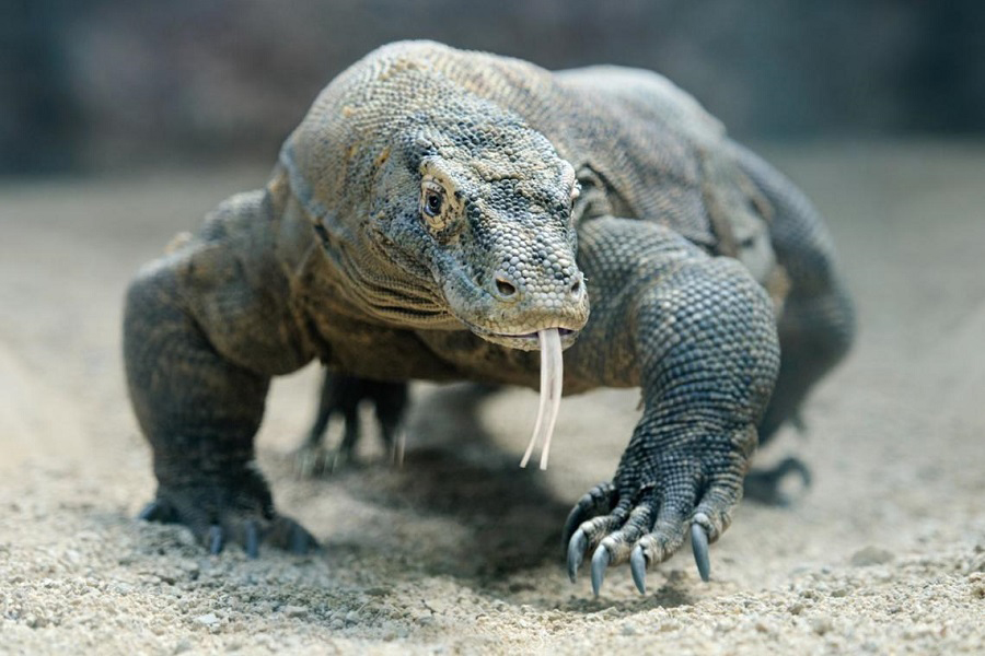 Dragón de Komodo, monstruo de Komodo, varano de Komodo, animales, naturaleza salvaje 1