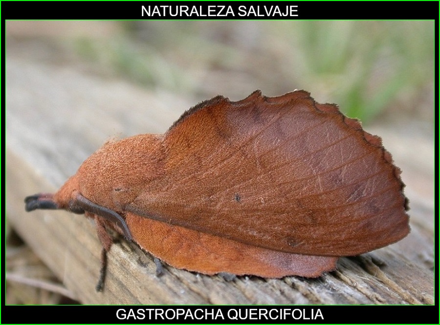 Gastropacha quercifolia, insectos, animales, naturaleza salvaje 1