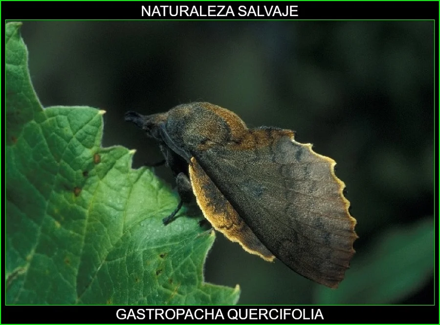 Gastropacha quercifolia, insectos, animales, naturaleza salvaje 2