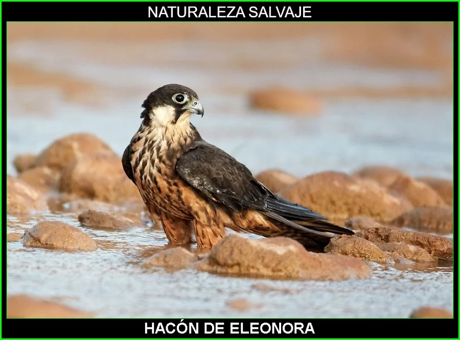 Halcón de Eleonora, Falco eleonorae, ave rapaz, aves, aves de España, animales, naturaleza salvaje 2