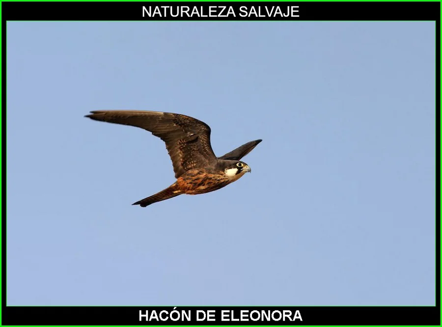 Halcón de Eleonora, Falco eleonorae, ave rapaz, aves, aves de España, animales, naturaleza salvaje 6