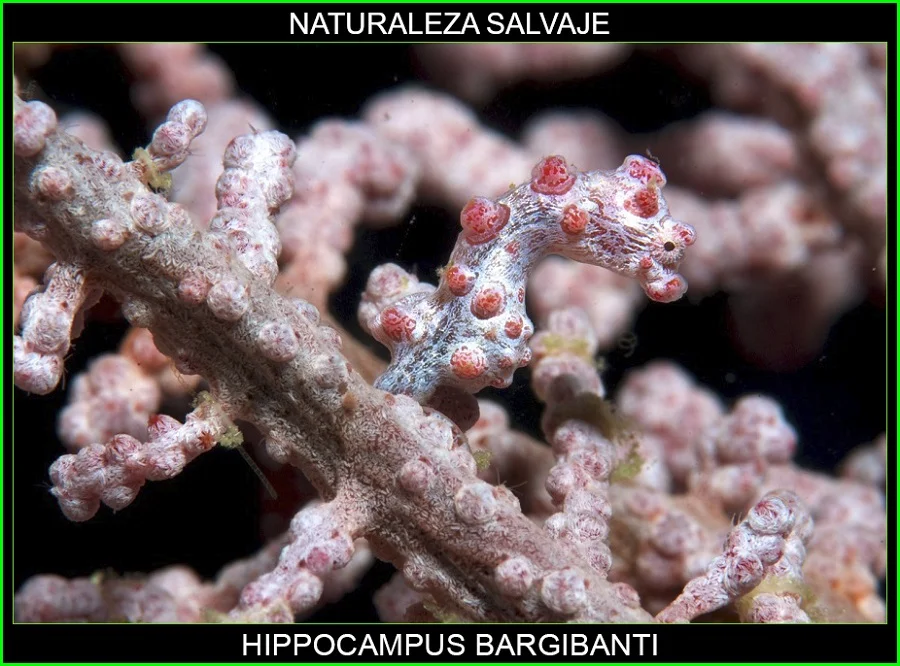 Hippocampus bargibanti, caballito de mar pigmeo, Syngnathidae, Syngnathiformes, animales, naturaleza salvaje 2
