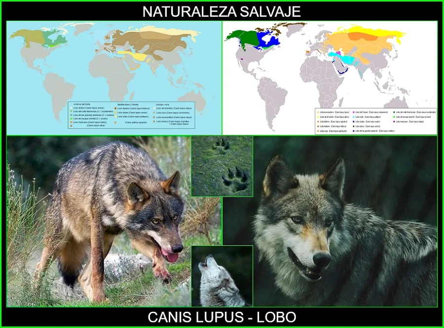 Canis lupus, lobo, mamífero, animales, naturaleza salvaje 7