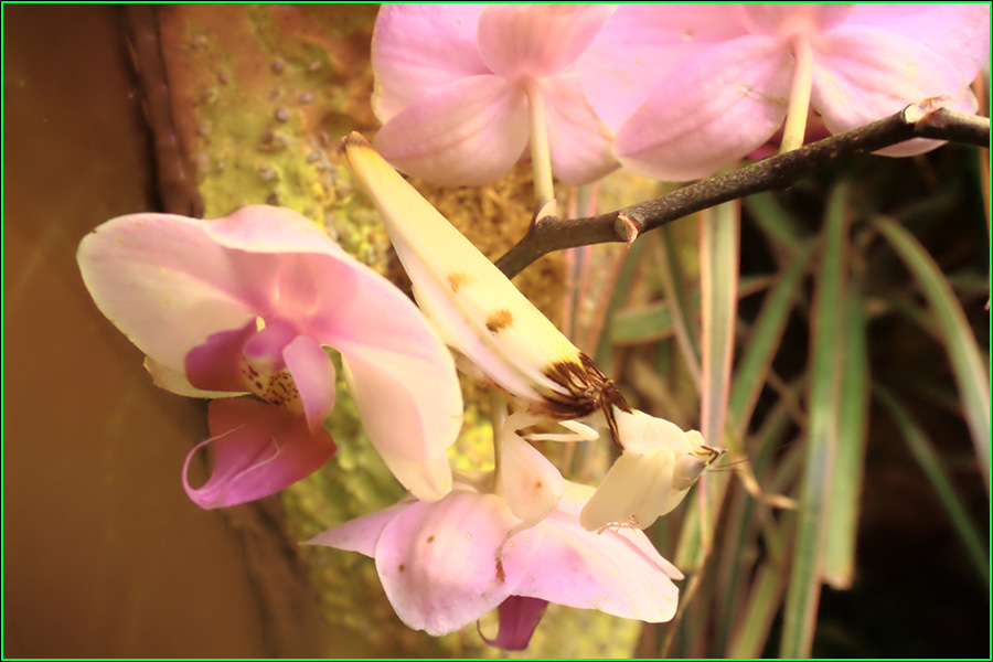 Mantis orquídea, Hymenopus coronatus, mantis, insecto, insectos más bellos, naturaleza salvaje 1