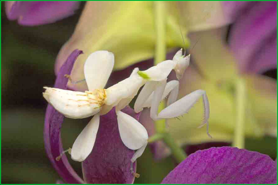 Mantis orquídea, Hymenopus coronatus, mantis, insecto, insectos más bellos, naturaleza salvaje 2