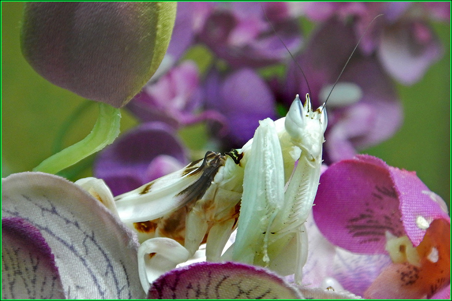 Mantis orquídea, Hymenopus coronatus, mantis, insecto, insectos más bellos, naturaleza salvaje 3