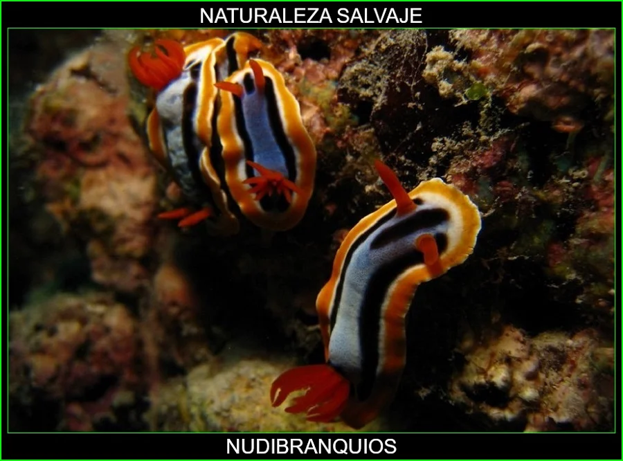 Nudibranquios, moluscos, animales marinos, naturaleza salvaje 2