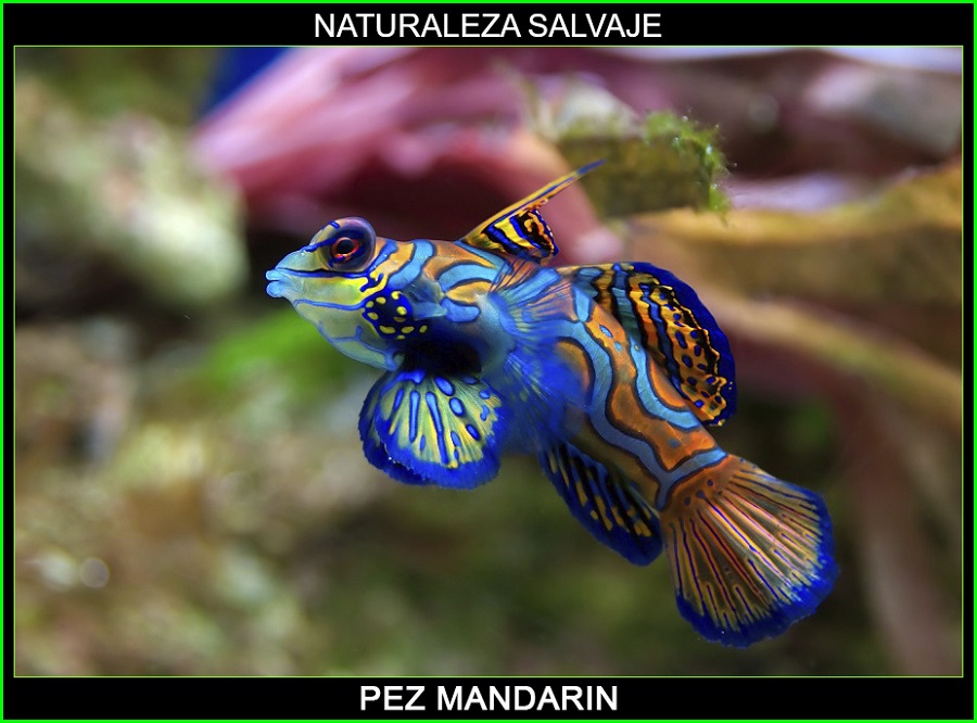 Synchiropus splendidus, pez mandarín, gobio mandarín animales marinos, naturaleza salvaje 1