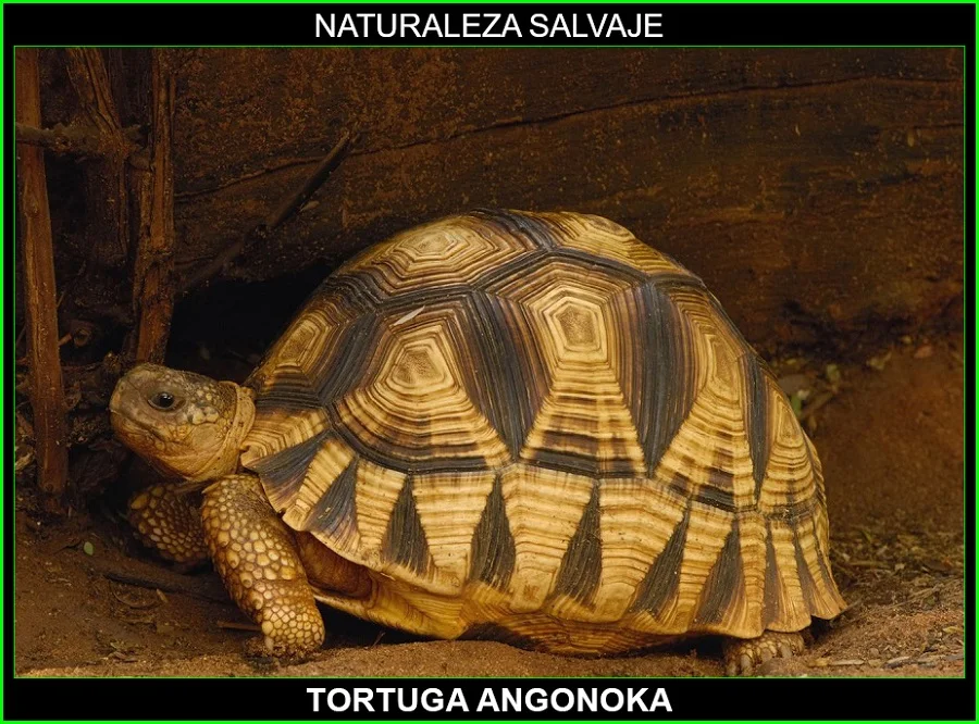 Tortuga angonoka, Astrochelys yniphora, tortuga terrestre, reptiles, animales en peligro de extinción, naturaleza salvaje 5