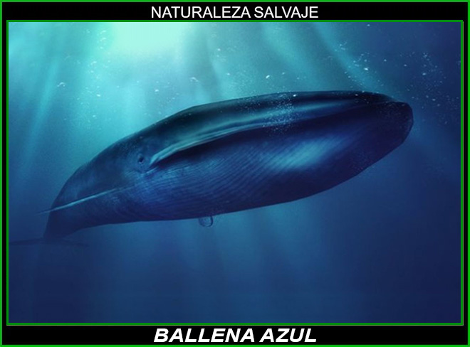 Ballena azul, Balaenoptera musculus, rorcual azul, cetáceo, Balaenopteridae, naturaleza salvaje