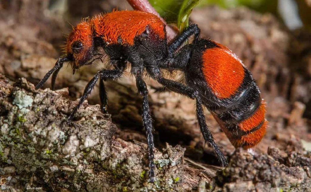Los mutílidos, Mutillidae, hormigas de felpa, hormigas aterciopeladas, animales, naturaleza salvaje 2