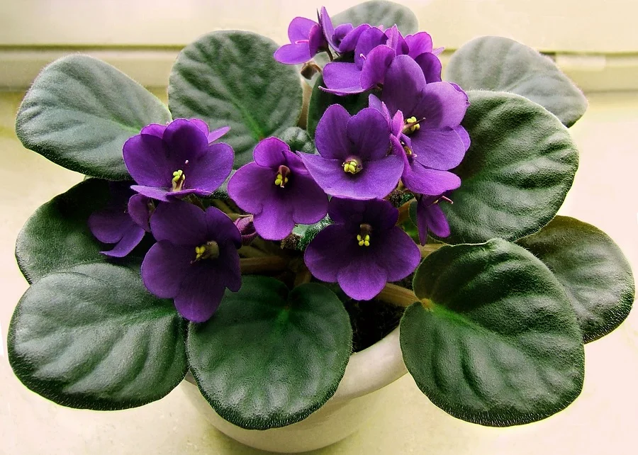 Saintpaulia, Violeta africana, plantas de interior, plantas ornamentales, naturaleza salvaje