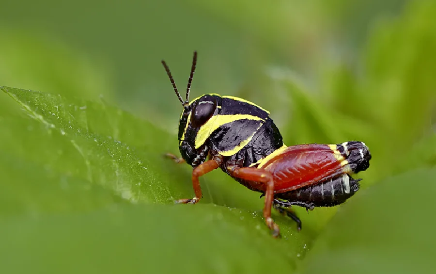 Aztec Spurthroat Grasshopper