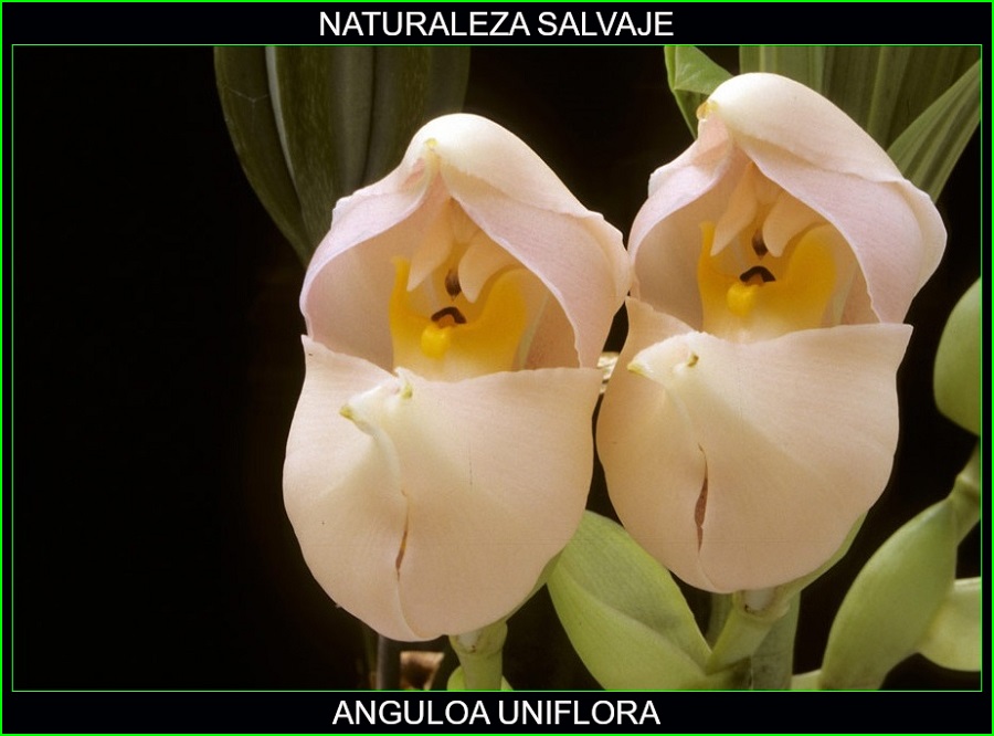 Anguloa uniflora, Cuna de Venus, orquídeas, plantas ornamentales, naturaleza salvaje 2
