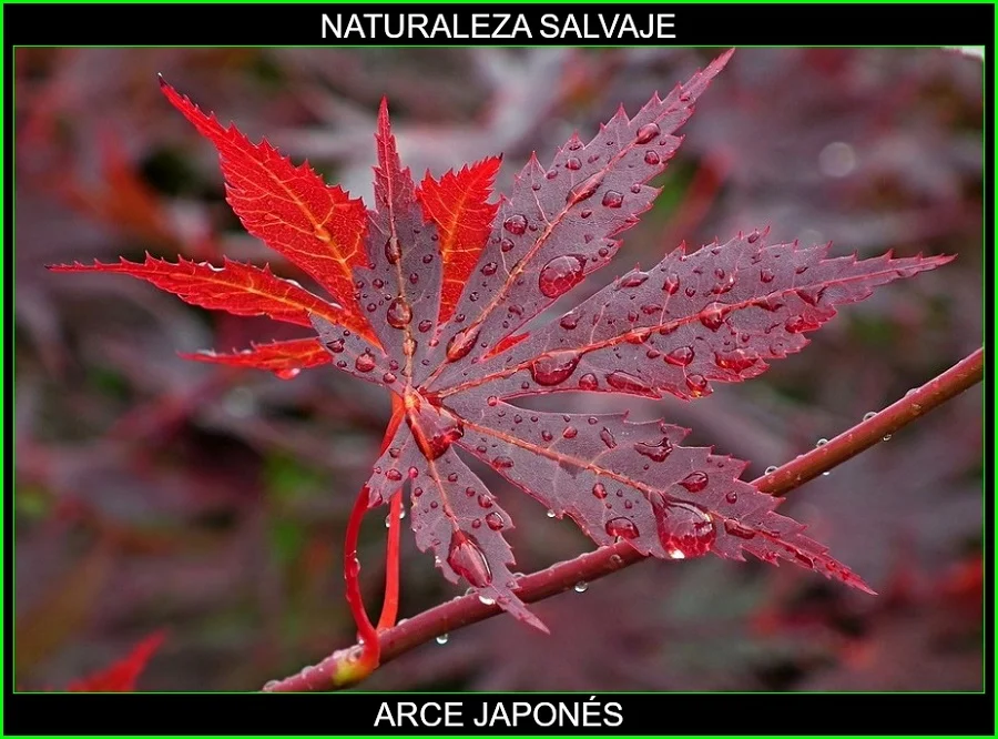 Acer palmatum, arce japonés palmeado, arce polimorfo, arce palmado japonés, arce japonés plantas, naturaleza salvaje 3.
