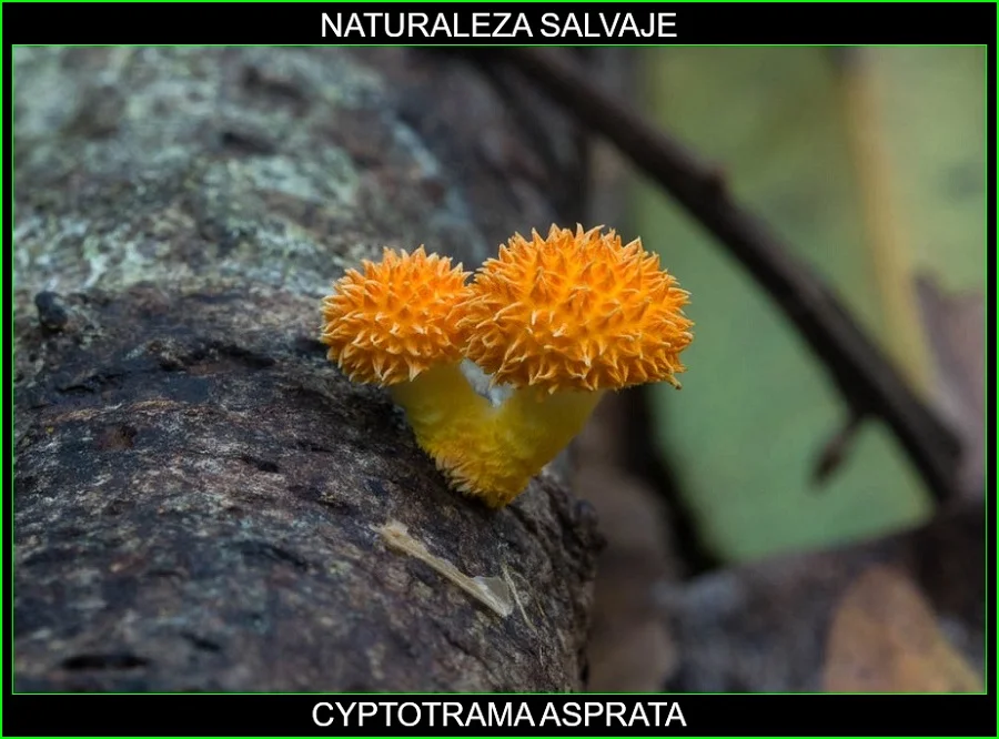 Cyptotrama asprata, Seta de oro andrajosa, Collybia de oro desaliñado, hongos, plantas, naturaleza salvaje 5.