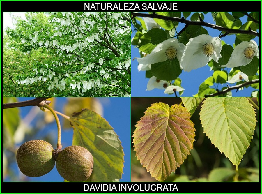 Davidia involucrata, Árbol de los pañuelos, Árbol de las palomas, Davidia, árboles, naturaleza salvaje 1