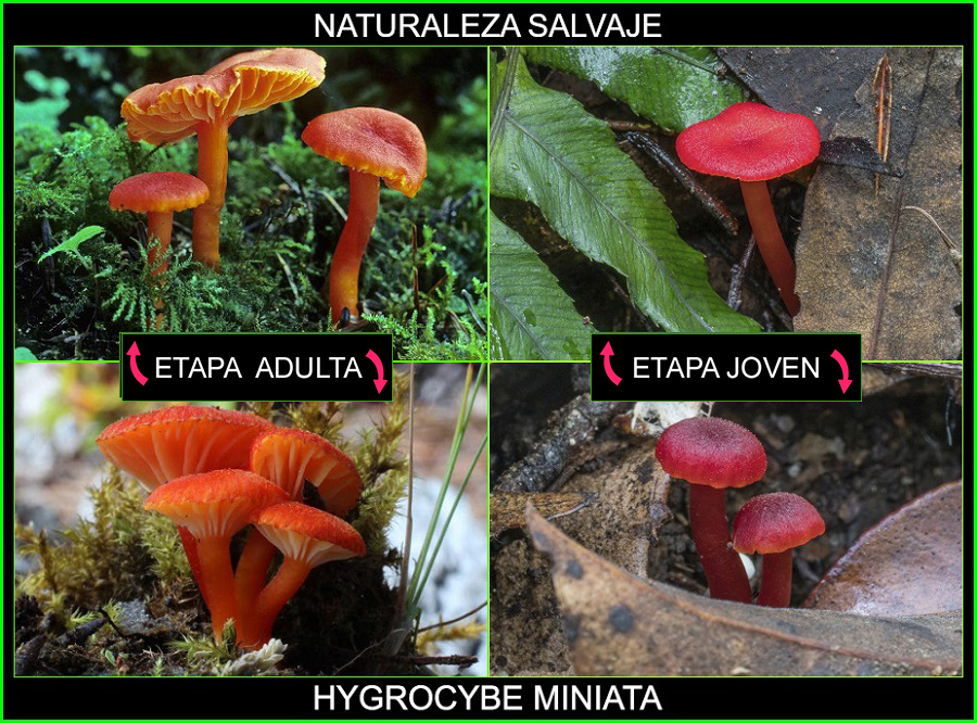 Hygrocybe miniata, Waxcap bermellón, Hygrophoraceae, Waxcap Hygrocybe, hongos, plantas, naturaleza salvaje 1.