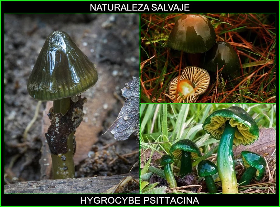 Hygrocybe psittacina, higróforo verde, seta loro, ezko berdeska hongos, plantas, naturaleza salvaje 2.