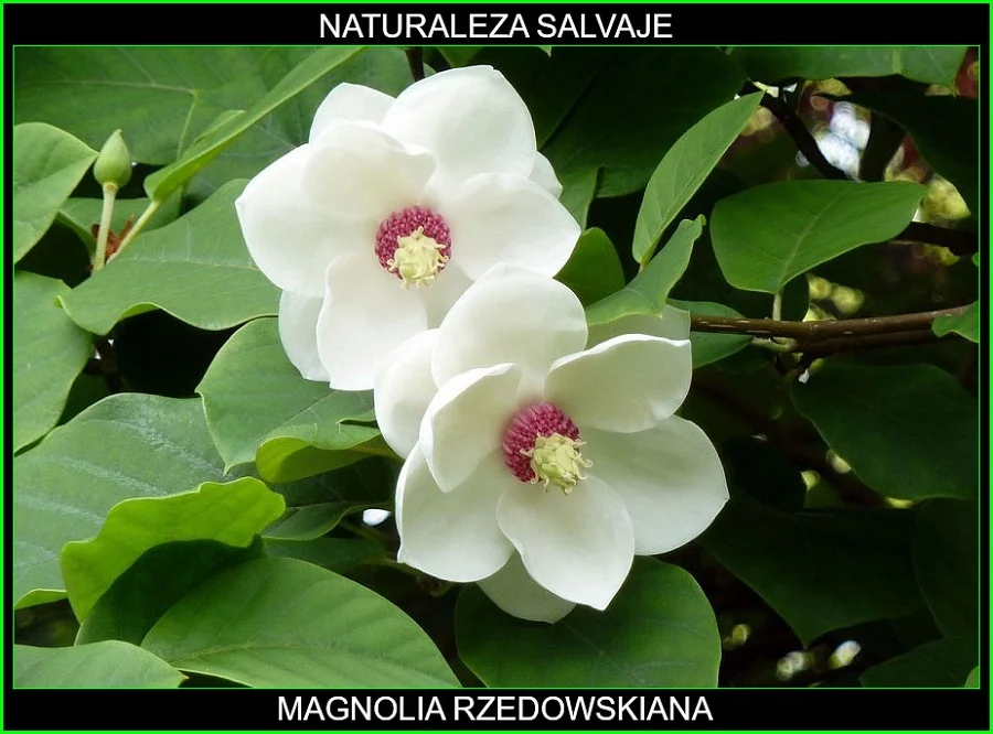 Especie de árbol magnolia rzedowskiana, perteneciente al género magnolia, de la familia Magnoliaceae, hábitat natural México, continente americano, especie subtropical con flores blancas de gran tamaño. 2.