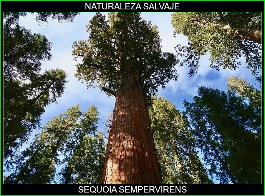 Sequoia sempervirens, secuoya gigante, secuoya roja, secuoya de California, árboles