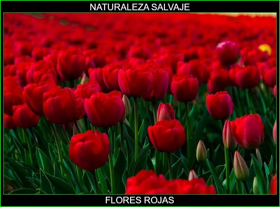 Significado de las flores rojas, significado de los colores de las flores, plantas, naturaleza salvaje