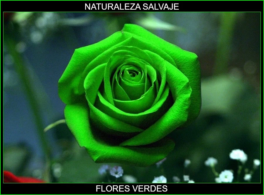 Significado de las flores verdes, significado de los colores de las flores, plantas, naturaleza salvaje