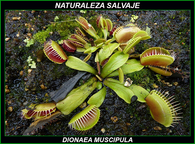 Venus Atrapamoscas, Dionaea muscipula, dionea atrapamoscas, Droseraceae, plantas carnívoras