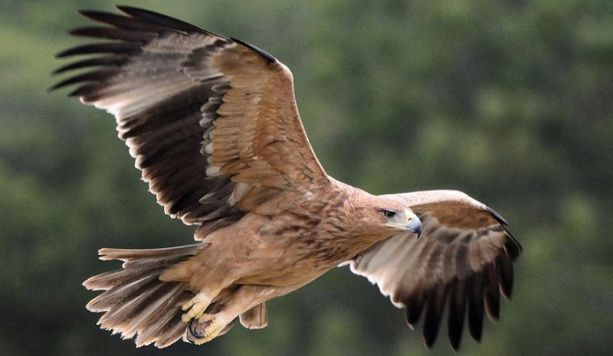 Águila imperial ibérica, Aquila adalberti, ave rapaz, aves, animales bonitos, naturaleza salvaje 4
