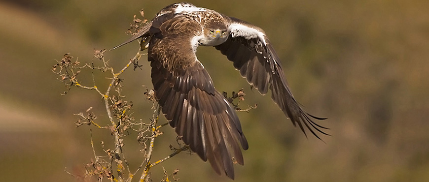 Aguila-perdicera-Aquila-fasciata