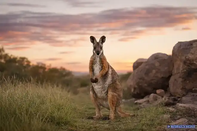 Walabí de las rocas cola de cepillo (Petrogale penicillata), marsupial australiano
