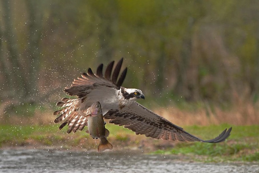 Águila Pescadora