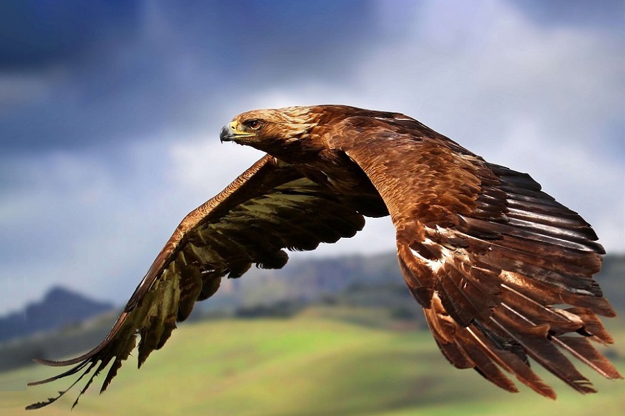 Águila imperial ibérica, Aquila adalberti, ave rapaz, aves, animales bonitos, naturaleza salvaje