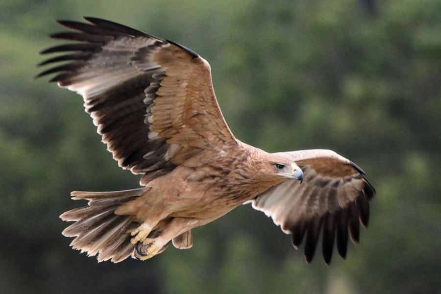 Águila imperial ibérica, Aquila adalberti, ave rapaz, aves, animales bonitos, naturaleza salvaje 2