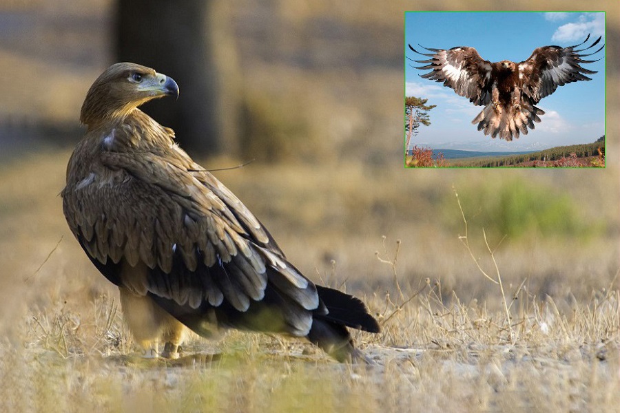 Águila imperial ibérica, Aquila adalberti, ave rapaz, aves, animales bonitos, naturaleza salvaje 4