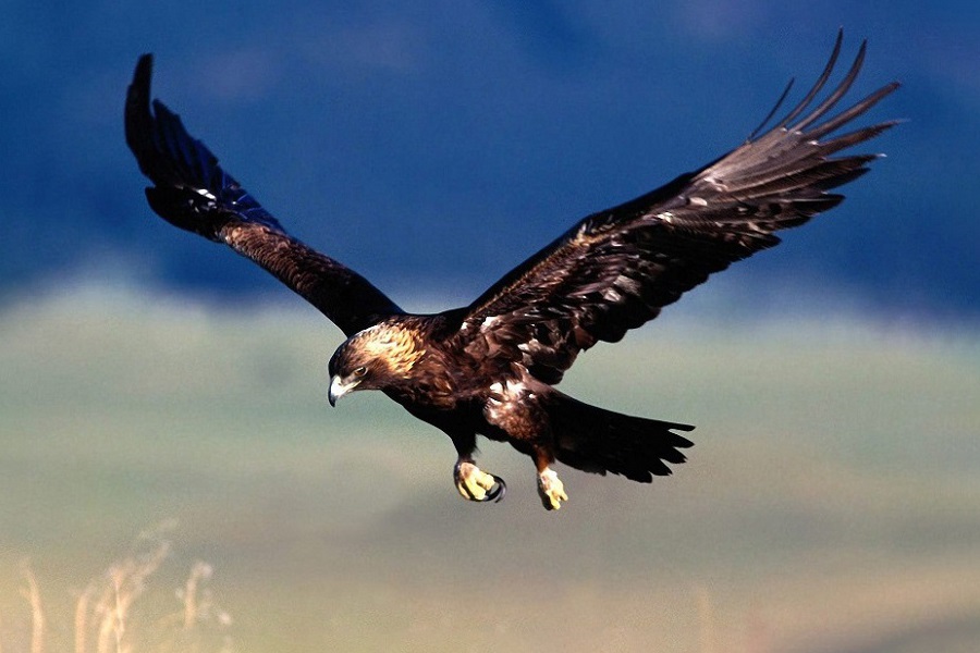 Águila imperial ibérica, Aquila adalberti, ave rapaz, aves, animales bonitos, naturaleza salvaje 5