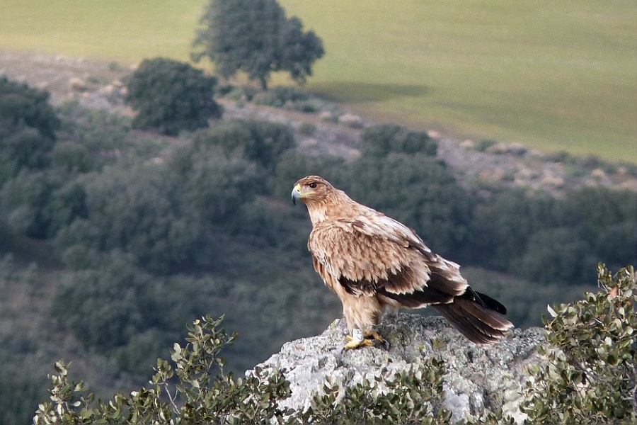 Águila imperial ibérica, Aquila adalberti, ave rapaz, aves, animales bonitos, naturaleza salvaje 7