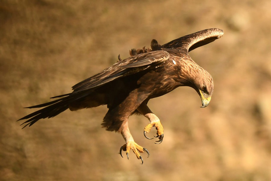 Águila real, ave de presa, Aves, Animales, Naturaleza salvaje 1