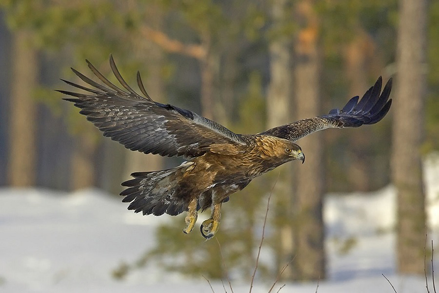 Águila real, ave de presa, Aves, Animales, Naturaleza salvaje 3