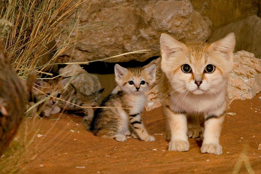 Gato arábigo del desierto, Felis margarita, animales mamíferos más adorables, guapos, bonitos, tiernos, hermosos del mundo