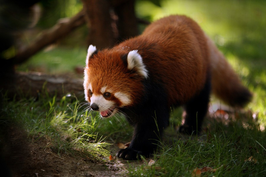 Panda rojo, Ailurus fulgens, animales mamíferos más adorables, guapos, bonitos, tiernos, hermosos del mundo