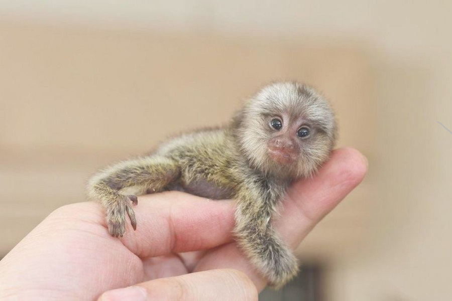 Tití pigmeo, Cebuella pygmaea, mono de bolsillo, mono leoncito, animales mamíferos más adorables, guapos, bonitos, tiernos, hermosos del mundo