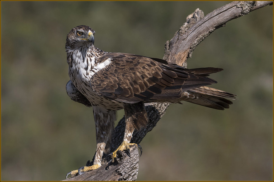 Águila de Bonelli, Aquila fasciata, águila azor perdicera, águila perdicera, ave rapaz, naturaleza salvaje