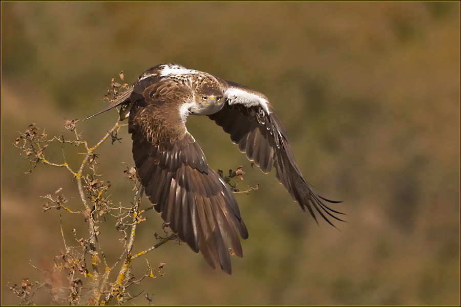 Águila de Bonelli, Aquila fasciata, águila azor perdicera, águila perdicera, ave rapaz, naturaleza salvaje